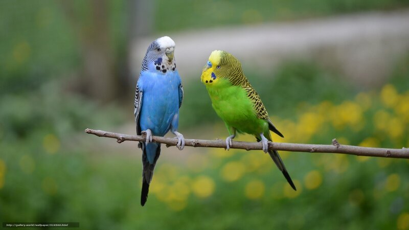 Two Budgerigars on Branch — Blue, Calm, Spring, Photograph