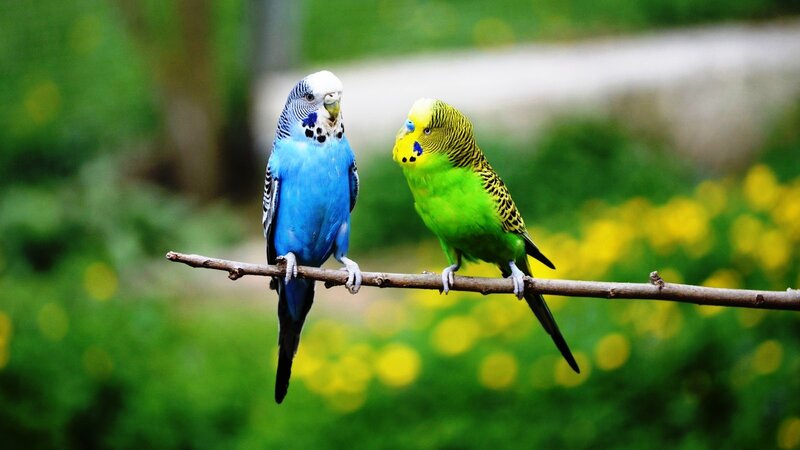 Two Budgerigars on Branch — Blue, Calm, Spring