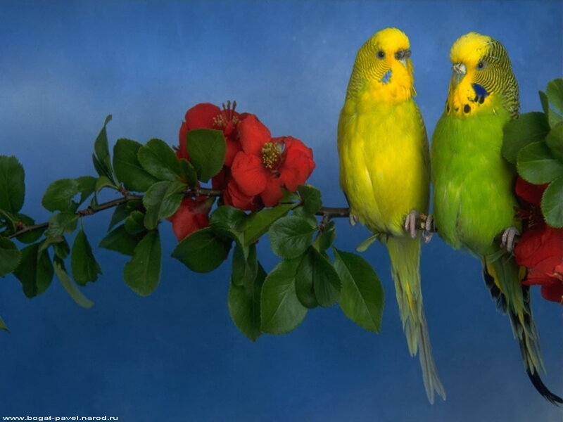 Two Budgerigars on Branch — Blue, Calm