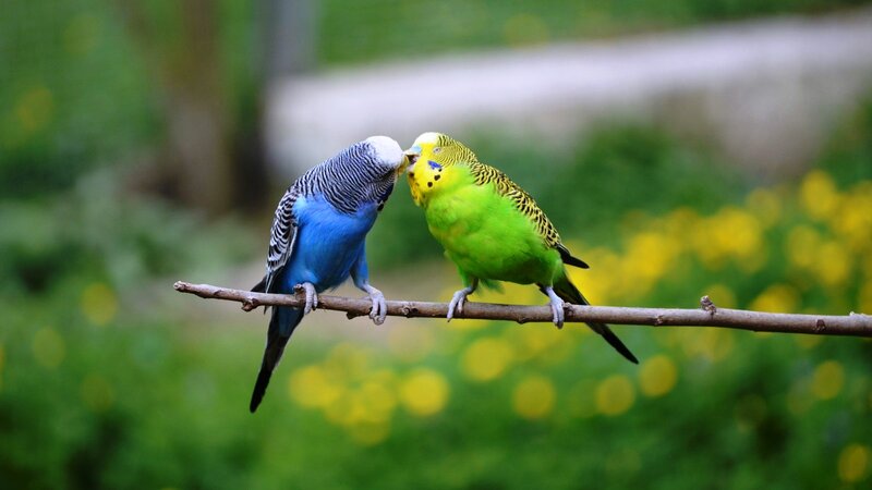 Two Budgerigars on Branch — Blue, Peaceful
