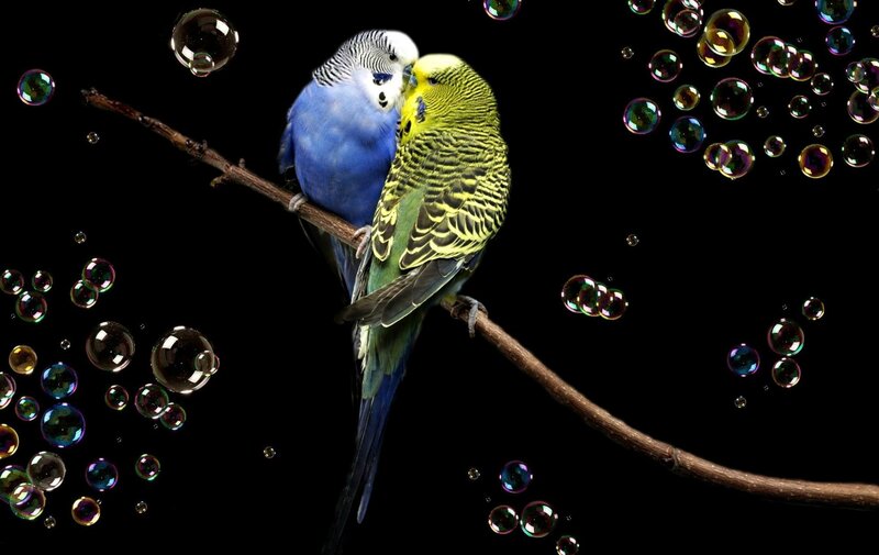 Two Budgerigars on Branch — Blue, Serene
