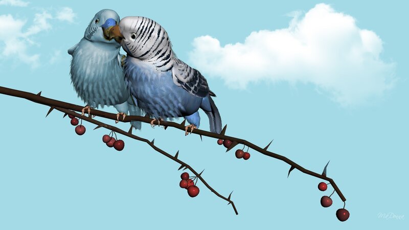 Two Budgerigars on Branch — Blue