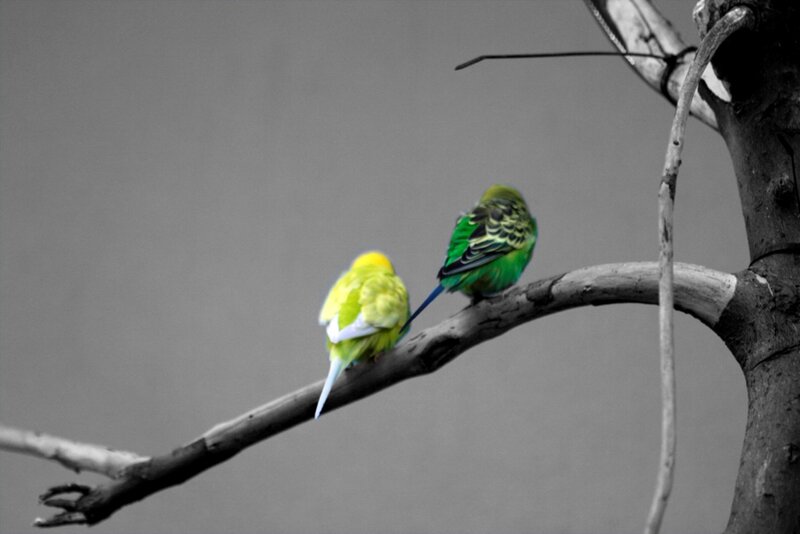 Two Budgerigars on Branch — Green, Calm, Photograph