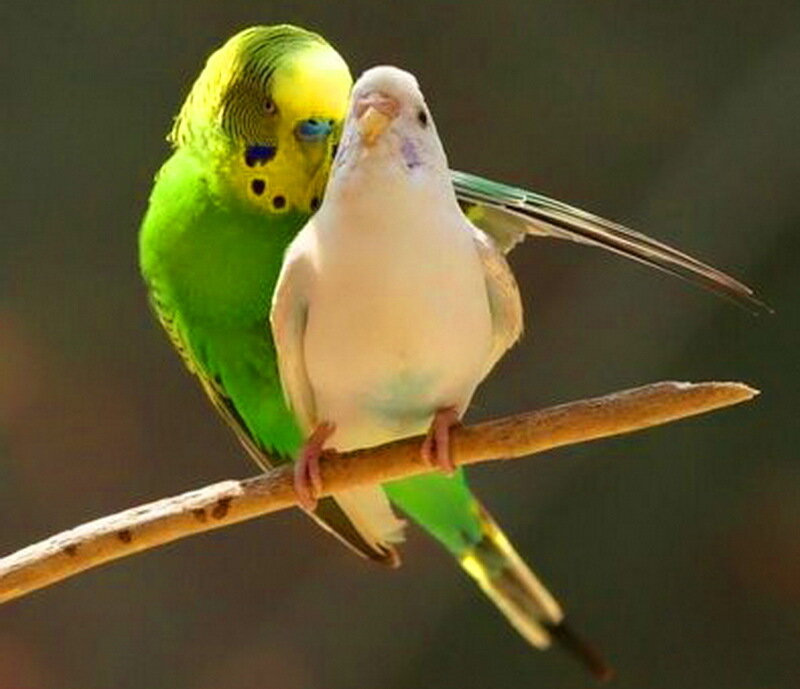 Two Budgerigars on Branch — Green