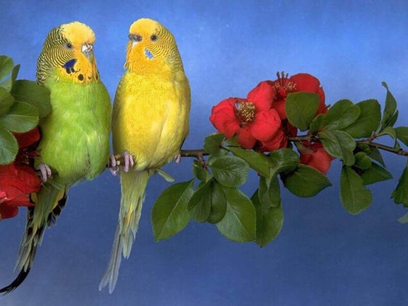 Two Budgerigars on Branch