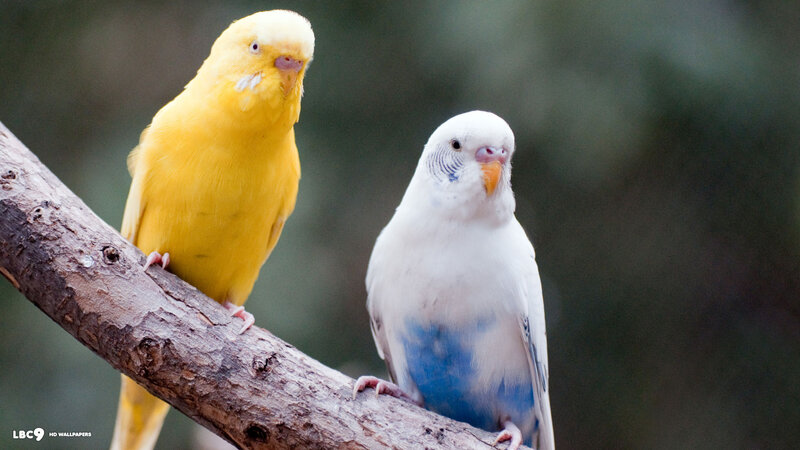 Two Budgerigars on Branch — Yellow, Calm, Photograph, Bird