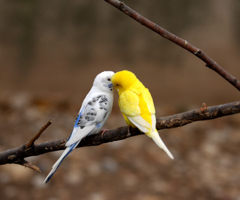 Two Budgerigars on Branch — Yellow, Calm