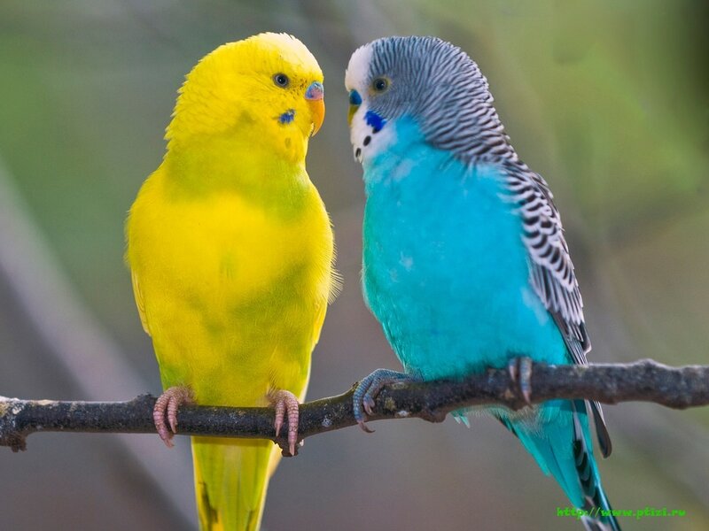 Two Budgerigars on Branch — Yellow