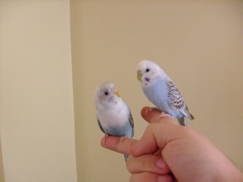 Two Budgerigars on Hand — Blue, Calm
