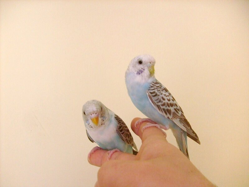 Two Budgerigars on Hand — Blue