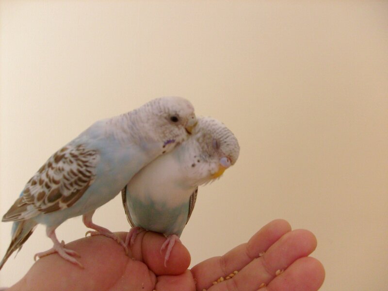 Two Budgerigars on Hand