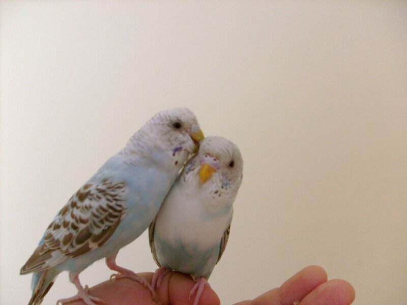 Two Budgerigars on Hand — White
