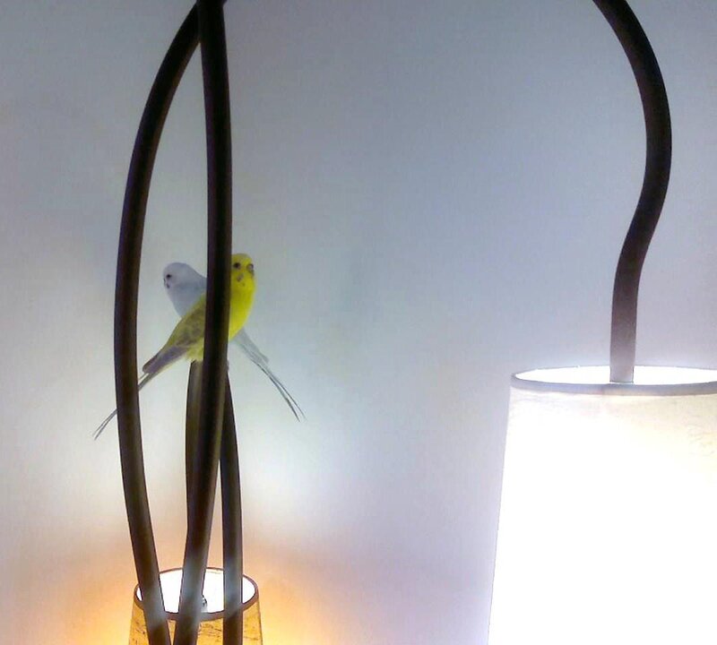 Two Budgerigars on Lamp
