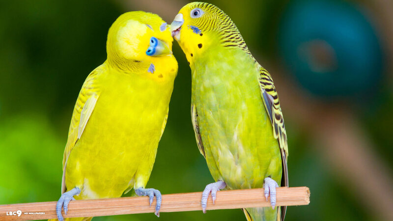 Two Budgerigars on Perch — Yellow