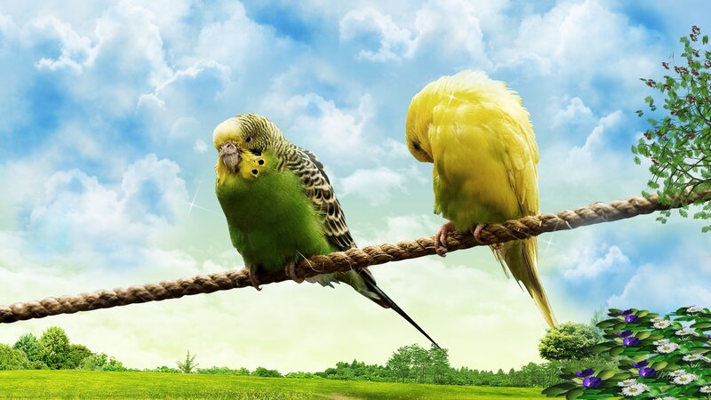 Two Budgerigars on Rope