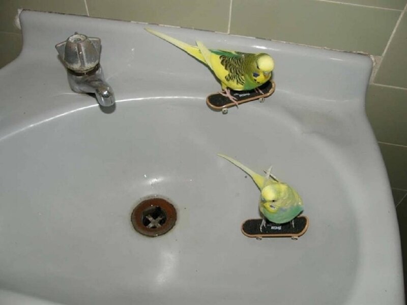 Two Budgerigars on Skateboards