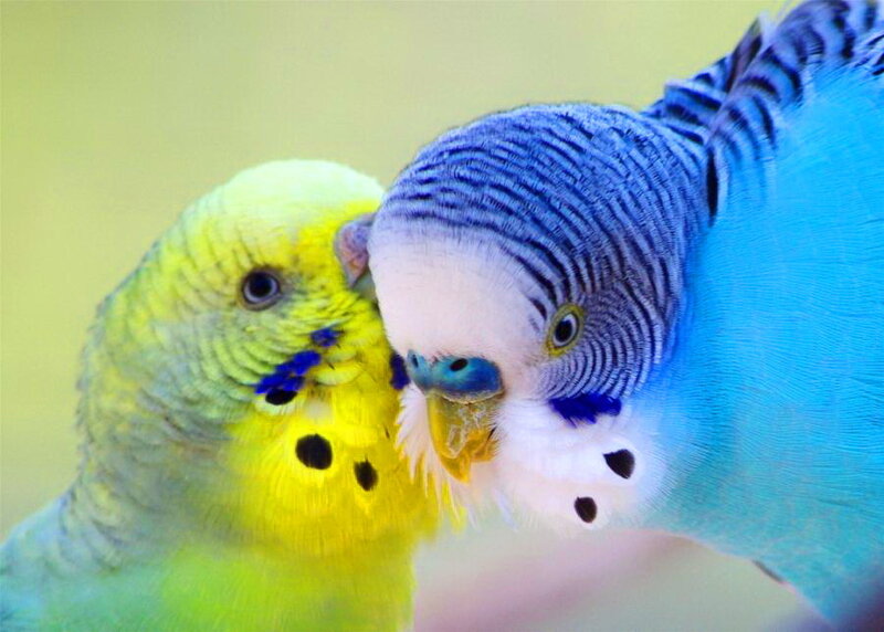 Two Budgerigars