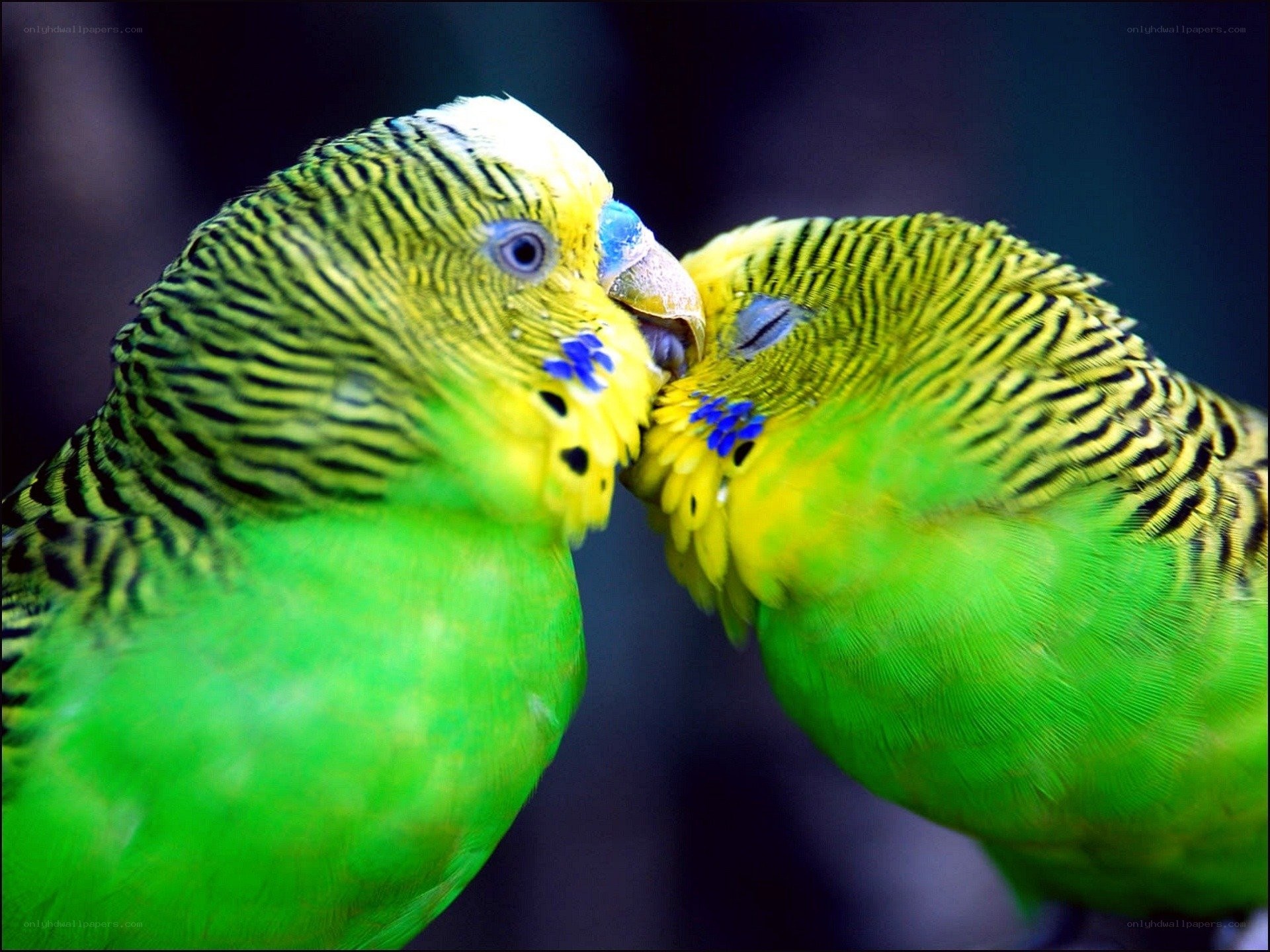 Two budgerigars touching beaks