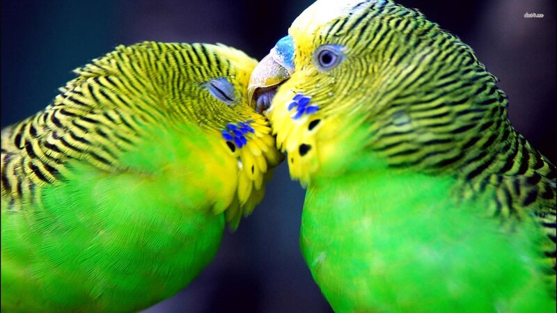 two budgerigars touching beaks