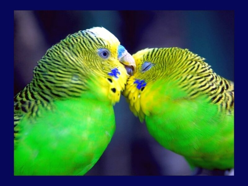 two budgerigars touching beaks
