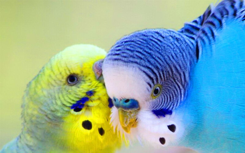 Two Budgerigars — Yellow, Calm