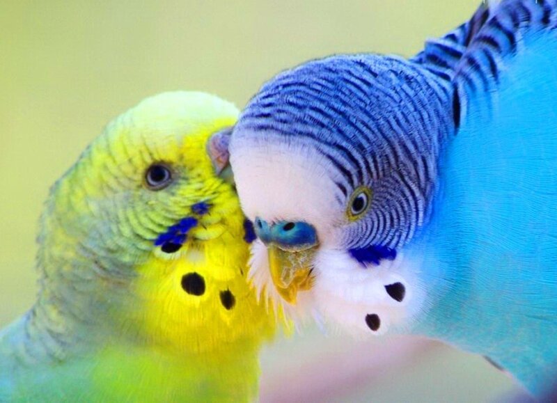 Two Budgerigars — Yellow