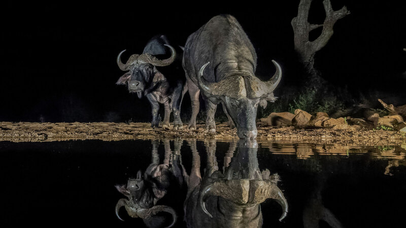Two Buffalo at Waterhole