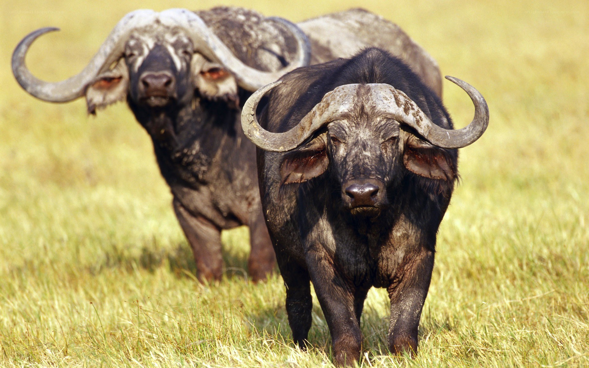 Two buffalo in a grassy field