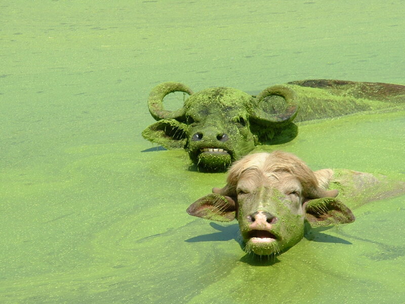 Two Buffaloes in Green Water