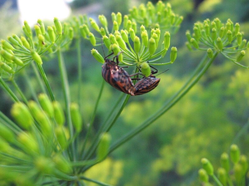 Two bugs mating on a plant