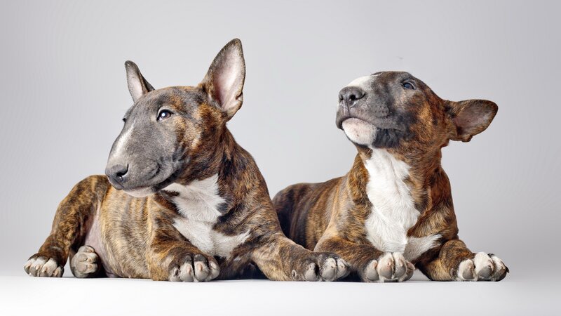 Two Bull Terrier Puppies — Brown