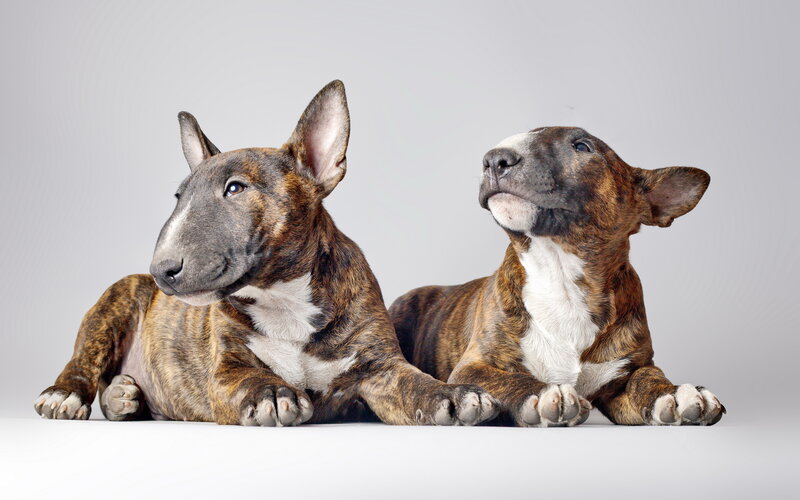 Two Bull Terrier Puppies