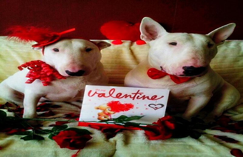 Two Bull Terriers — Red