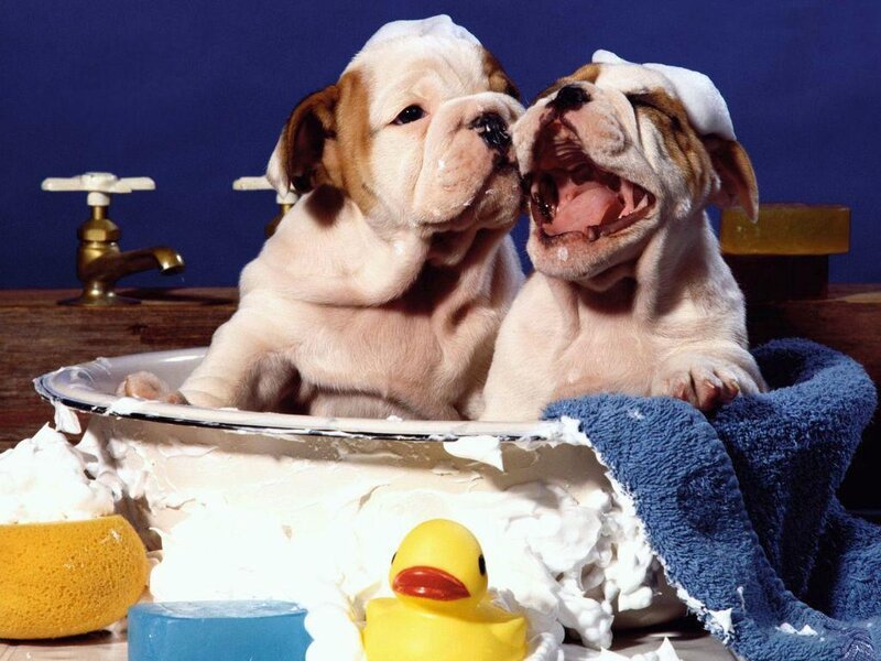 Two Bulldog Puppies — Blue