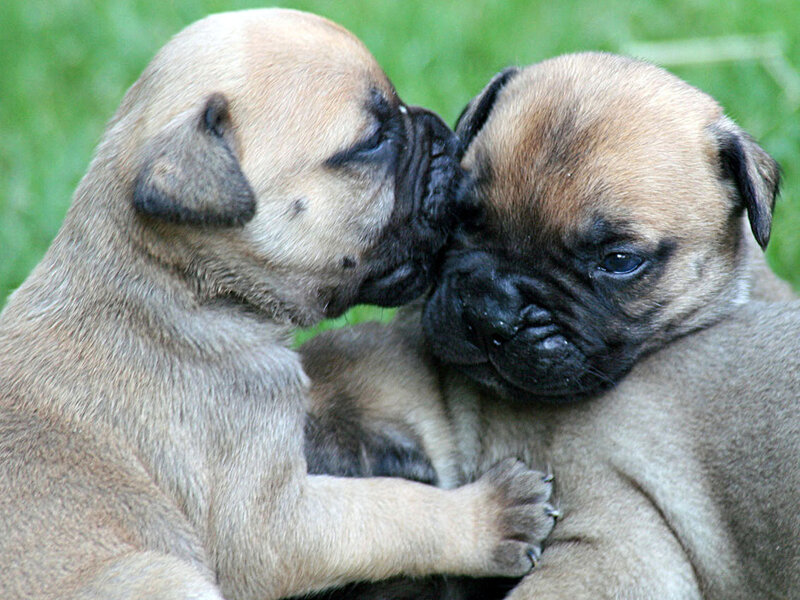 Two Bulldog Puppies — Brown, Calm, Afternoon