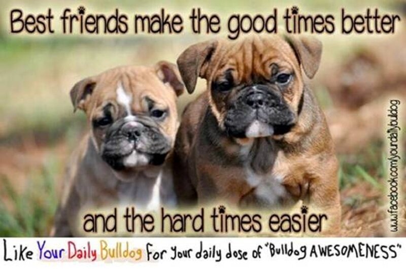 Two Bulldog Puppies — Brown, Calm