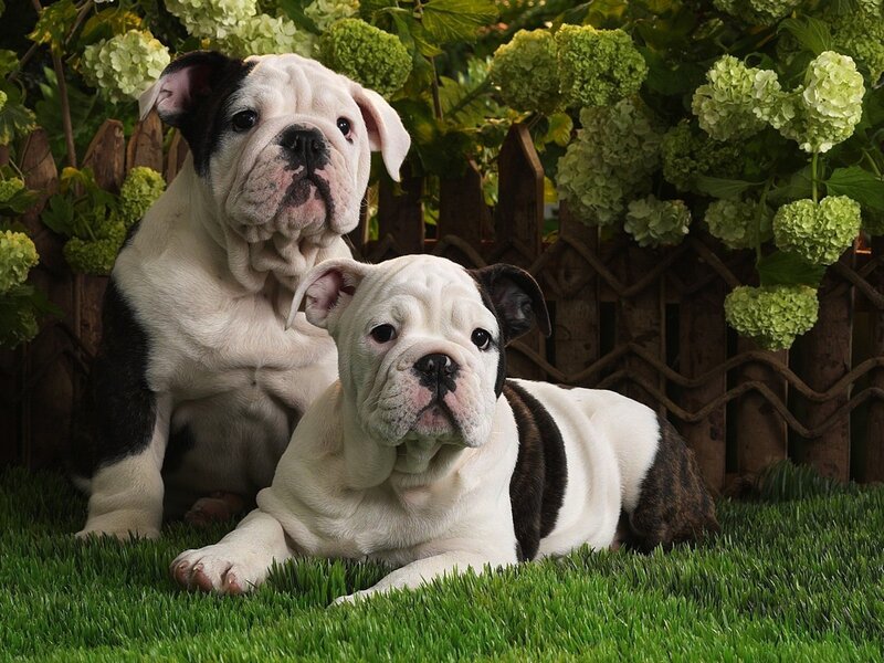Two Bulldog Puppies — Flowers