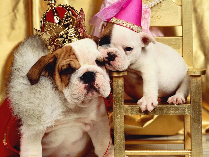 Two Bulldog Puppies — Gold