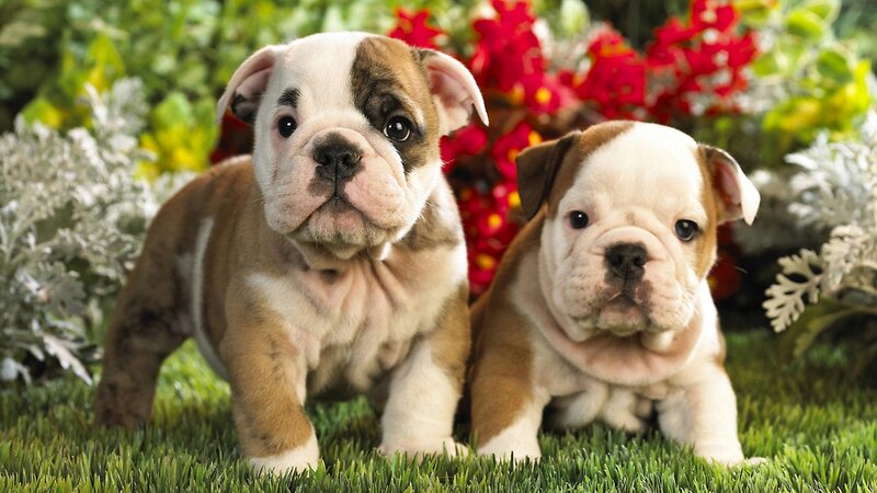 Two Bulldog Puppies — Green, Calm, Afternoon, Photograph, Grass, Flowers