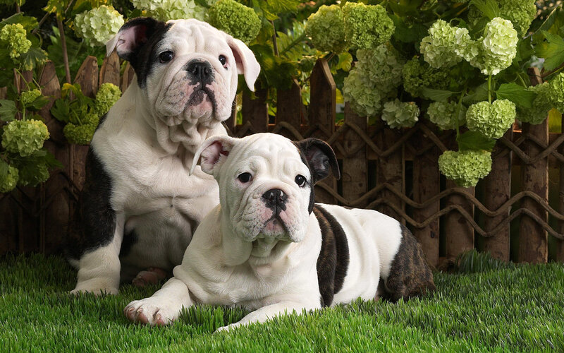 Two Bulldog Puppies — Green, Calm
