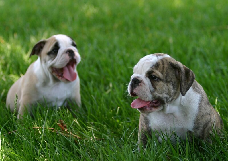 Two Bulldog Puppies — Green, Playful