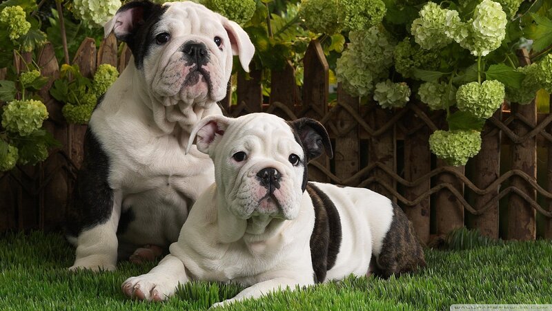 Two Bulldog Puppies — Green
