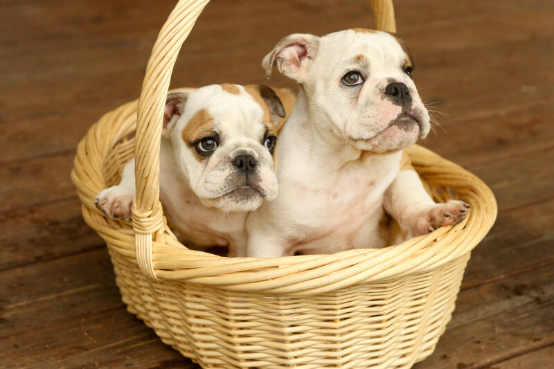 Two bulldog puppies in a basket