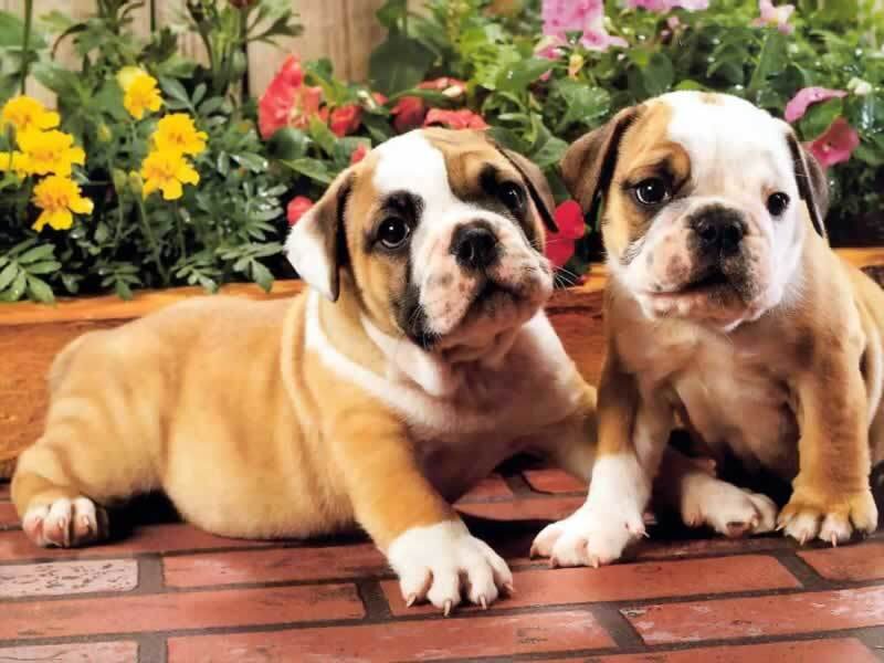 two bulldog puppies in garden