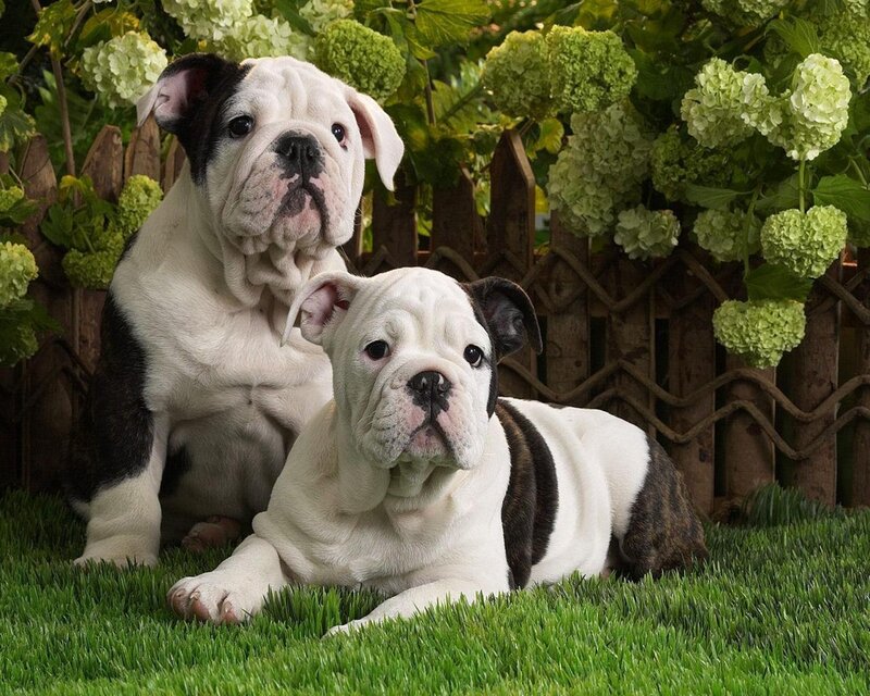 Two bulldog puppies in garden