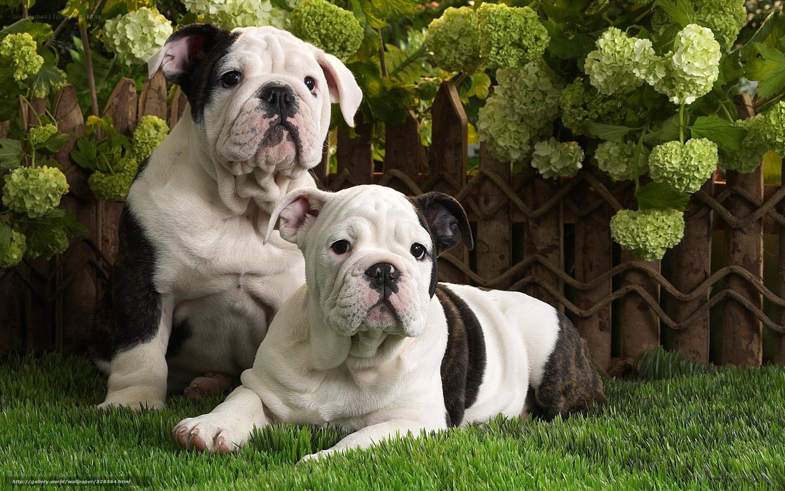 Two bulldog puppies in garden