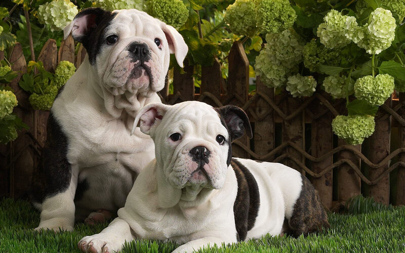 Two bulldog puppies in garden