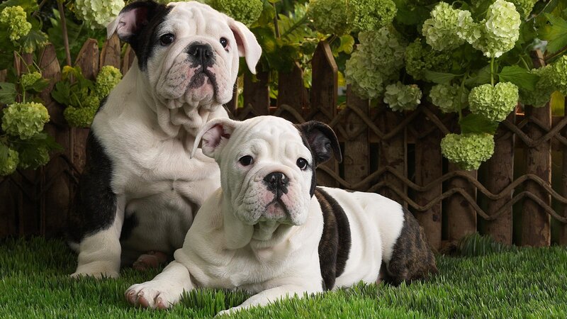 two bulldog puppies in garden