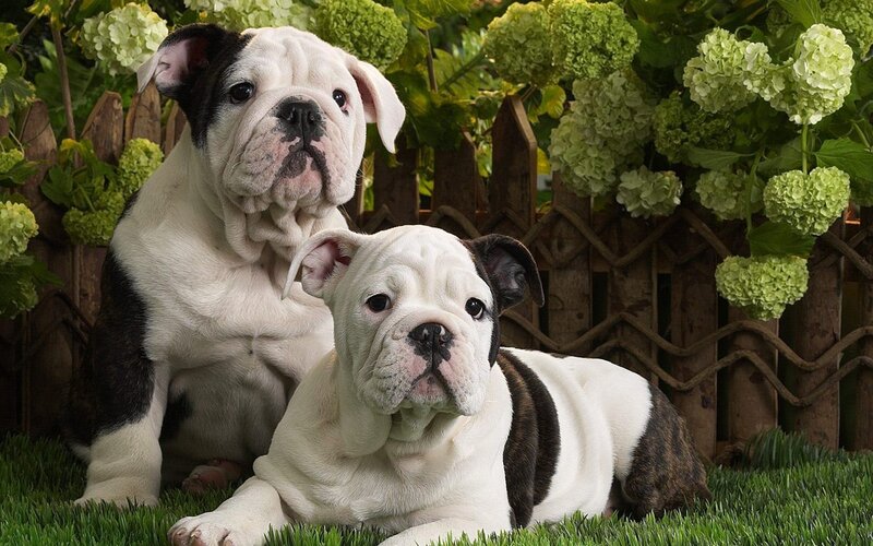 Two bulldog puppies in garden