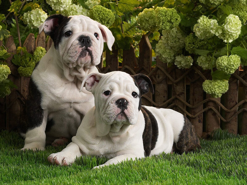 Two bulldog puppies in garden